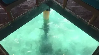 Maldives 🇲🇻 | Adaaran Rannalhi Island Resort | Water Villa 🏝