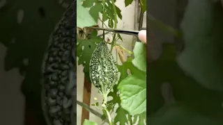 Bitter gourd Native Ampalaya fruit! #bittergourd #ampalaya #shorts