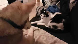 Saarloos wolfdog encounters a scary cat