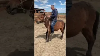 Молодой парень впервые оседлал коня тувинской породы