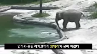 물에 빠진 아기 코끼리 구한 엄마와 보모 코끼리