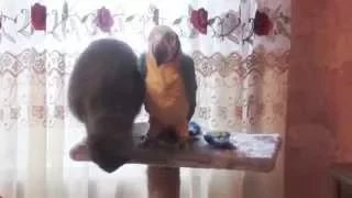Наш кот заигрывает с  говорящим попугаем-игрушкой)))