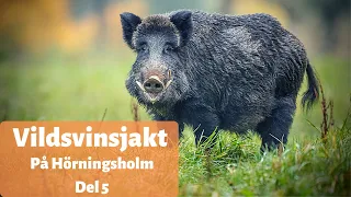 Wild boar hunting in Sweden part 5 - The best of Swedish hunting 2020