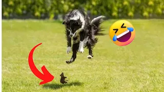 Pets Getting Scared Over Nothing - Funny Cat And Dog Videos #1