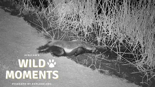 Frogs, Crocodile & Honey Badger | Wild Moments Show | April 25