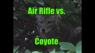 Air Rifle Coyote with FX Impact M3