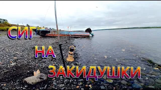 Рыбалка на Енисее. Сиг на закидушки!