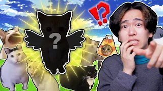 まだ見たことない猫ミームを探した結果！？ロブロックス【ROBLOX】