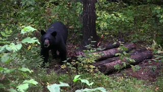 Shay's 2015 MN Black Bear