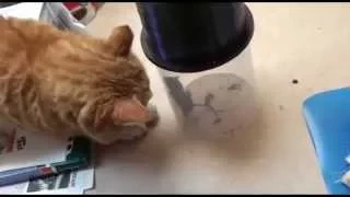 Мстительный кот ! Cat's revenge !