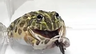 WARNING LIVE FEEDING!! African bullfrog vs. Fishing spider