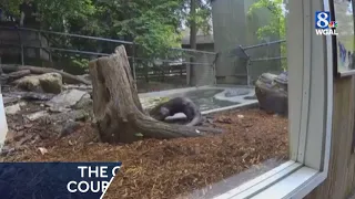 Adorable river otters romp at ZooAmerica