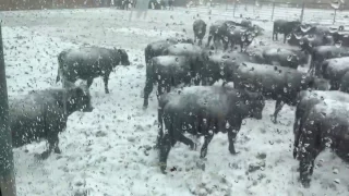 Box scraping calf pens