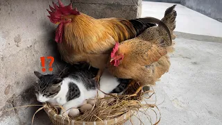 🤣so funny and cute!The rooster and hen suspect the kitten of stealing eggs!The cat is going to cry