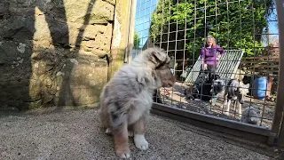 Sheepdog Training ..... boy pups we have left with father Bobby ...