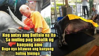 Inalagaan ng 26 years, Nag Antay ang Buffalong ito sa kanyang amo, bago bitawan ang huling hininga.