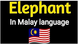 How To Pronounce "Elephant" In Malay language 🇲🇾 .