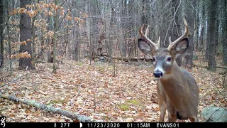 Daytime deer scrape activity in NH.