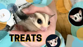 Treats for Sugar Gliders | What treats do I feed my sugar gliders?