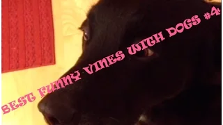 NEW FUNNY VINE COMPILATION WITH DOGS #4 MAY 2016