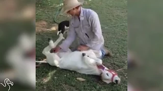 This Cow Thinks She's A Dog — So She Acts Exactly Like One