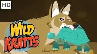 Wild Kratts - Best Season 4 Moments! (Part 5/6) | Kids Videos