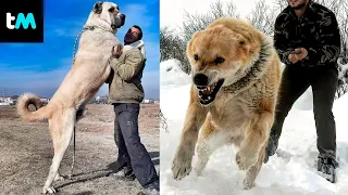 LAS RAZAS DE PERROS MÁS GRANDES Y FUERTES DEL MUNDO