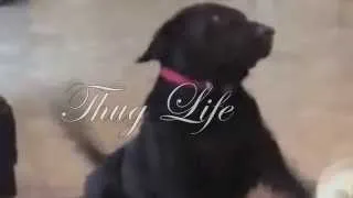 Thug Life Dogg