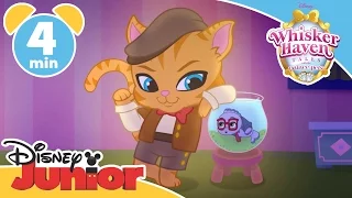 Whisker Haven Tales | Chowing Down | Disney Junior UK
