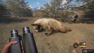 Cinnamon Black Bear Hunt! Guide trip! - the Hunter: Call of the Wild