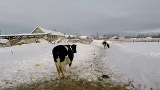Защита коров от ветра и метелей зимой.