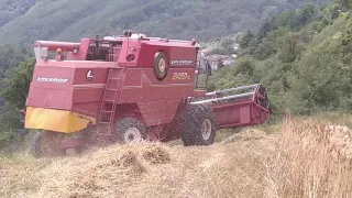 Laverda 2450AL [TREBBIATURA GRANO 2021]