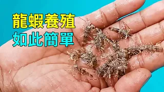 錦繡龍蝦的養殖奧秘，大開眼界