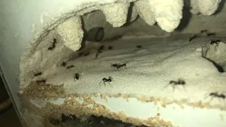 Honey Pot Ants (Myrmecocystus mendax) - update 9/2/2021