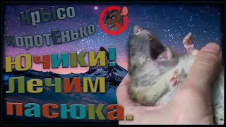 Пероральное лечение пасюка. Ючики негодует. (Wild Rats | Дикие Крысы)