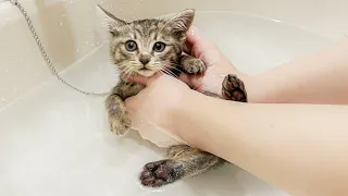 Giving A Stray Kitten First Bath And This Happens...