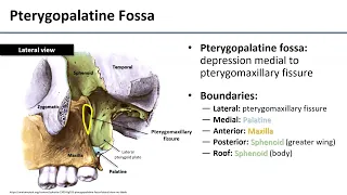 Pterygopalatine Fossa