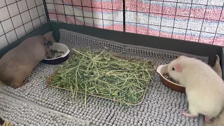 Guinea pigs scared by loud fart