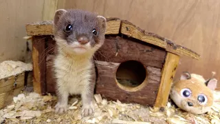 Helping Orphaned Stoat Kits Get A Wild Upbringing | Rescued & Returned to the Wild | Robert E Fuller