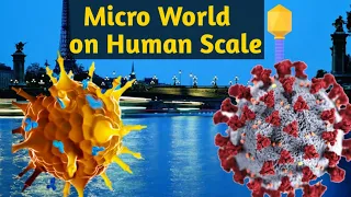 MICRO WORLD on a Human Scale