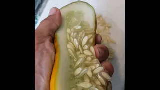 Do THIS To Your Over Ripen Cucumbers!