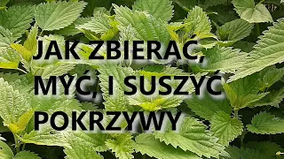 JAK ZBIERAĆ, MYĆ I SUSZYC POKRZYWY