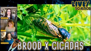 LIVE/science: Cicadas Arrive - Where to find them?