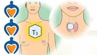 Thyroid gland - What's the function of the thyroid?
