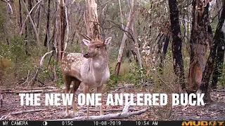 Fallow Deer Crazy footage 2019