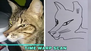 Time Warp Scan Animals - Cats Compilation