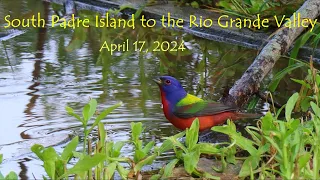 South Padre Island to the Rio Grande Valley, April 17, 2024