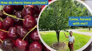 How do Cherry Trees Pollinate? | Harvesting Bing & Rainier Cherries | 1st Cherry Picking in WA State