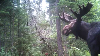 Moose Hunt 2023 New Brunswick (2 tags in camp)