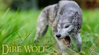 Rebor - Dire Wolf - Unboxing and review